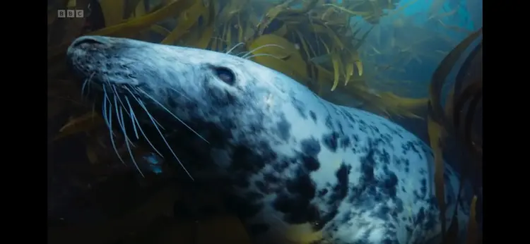 Grey seal (Halichoerus grypus atlantica) as shown in Wild Isles - Our Precious Isles